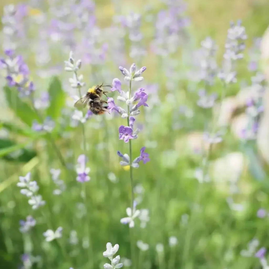 Fondants parfumés à la cire d'abeilles Fondant parfumé Bougie parfumée Parfum de Grasse Orléans Loiret France