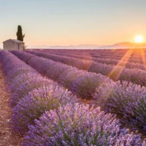 fondants-parfumes-a la-cire-d-abeille-aux-parfums-de-grasse-les-ateliers-voluptueux-france