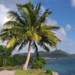 Fondant parfumé Beauté des Îles
