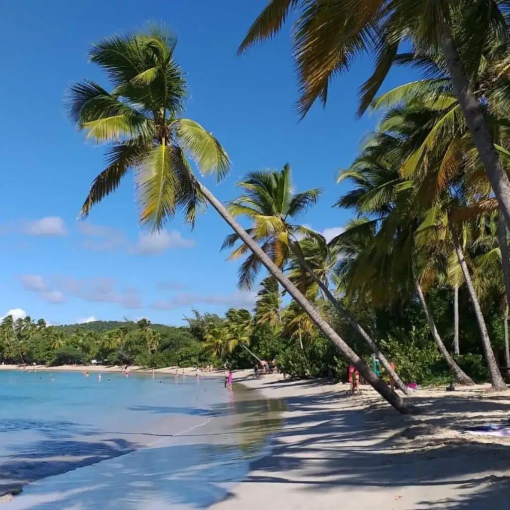 Fondant à la cire d’abeille parfum BEAUTÉ DES ÎLES Fondant parfumé Bougie parfumée Parfum de Grasse Orléans Loiret France