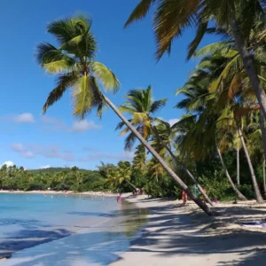 Fondant à la cire d’abeille parfum BEAUTÉ DES ÎLES Fondant parfumé Bougie parfumée Parfum de Grasse Orléans Loiret France