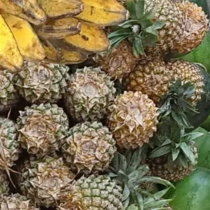 Fondant à la cire d’abeille parfum FRUITS TROPICAUX Fondant parfumé à la cire d'abeille Les ateliers voluptueux Fondant parfumé Bougie parfumée Parfum de Grasse Orléans Loiret France