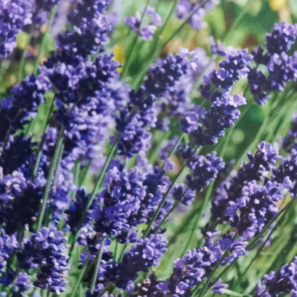 fondant-a-la-cire-d-abeille-au-parfum-de-grasse-lavande