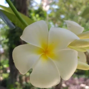 Fondant à la cire d’abeille parfum MONOÏ FLEUR DE TIARÉ Fondant parfumé à la cire d'abeille Les ateliers voluptueux Fondant parfumé Bougie parfumée Parfum de Grasse Orléans Loiret France