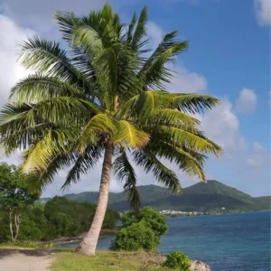 Fondant à la cire d’abeille parfum VENT DES ÎLES Fondant parfumé Bougie parfumée Parfum de Grasse Orléans Loiret France