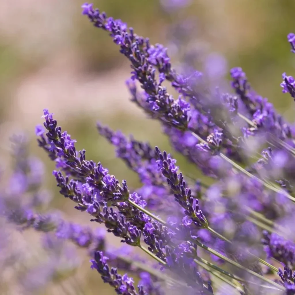 Fondant parfumé à la cire d'abeille parfum LAVANDE Fondant parfumé Bougie parfumée Parfum de Grasse Orléans Loiret France